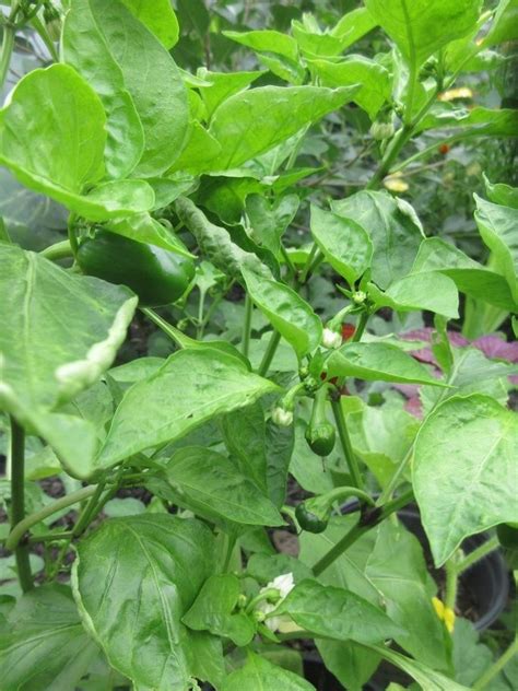 Sweet Pepper Capsicum Annuum Large Red Cherry In The Peppers Database