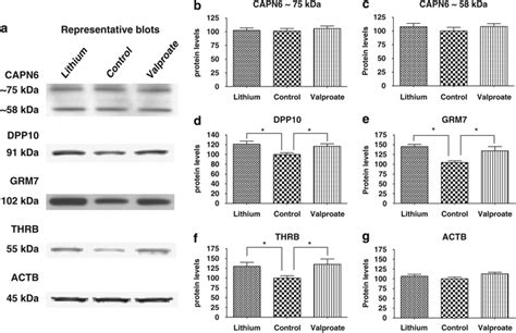 Effects Of Chronic Lithium And Vpa Treatments On Hippocampal Levels Of Download Scientific