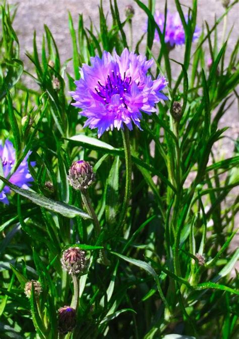 Free Images Nature Field Meadow Prairie Food Spring Herb