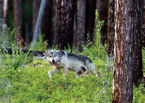 Natural Migration And Federal Protections Aided Northwest Montanas