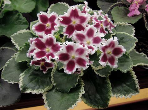 Фиалка Карусель Фото И Описание – Telegraph