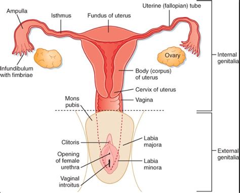 Labeled Female Reproductive System Diagram