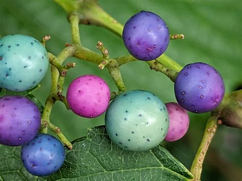 Solve Porcelain Berries Jigsaw Puzzle Online With Pieces