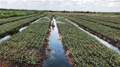 tay ninh trong khom tren dat nhiem phen mang lai hieu qua kinh te cao