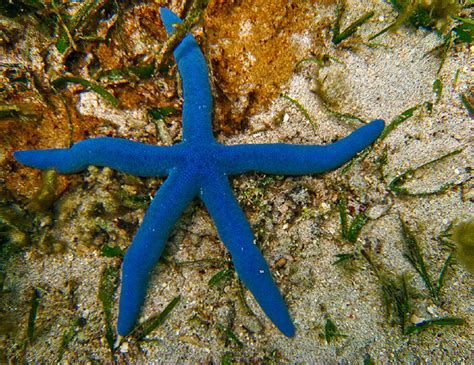section starfishsea stars group true starfishsea stars species