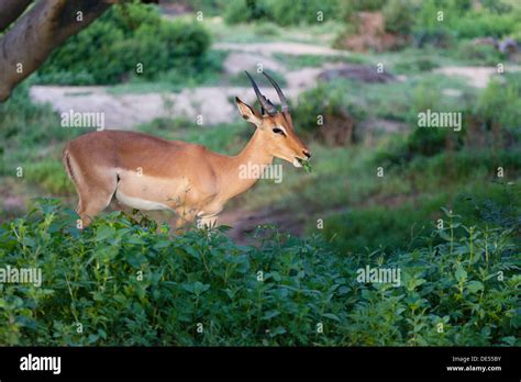 female impala kruger national park  res stock photography  images