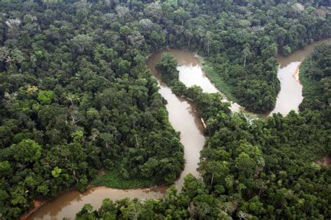 A Floresta Amazônica É A Maior Floresta Tropical Do Mundo - Dia da Amazônia: maior floresta tropical do mundo contribui para a ...