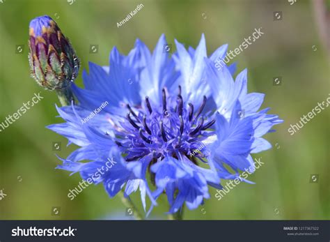 Estonia National Flower Centaurea Cyanus Stock Photo 1217367322 ...