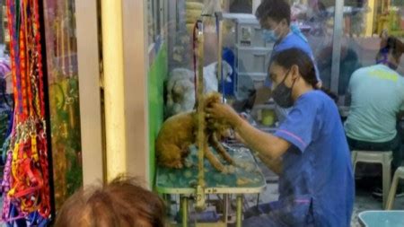 На хайван-пазар в Манила - Познание