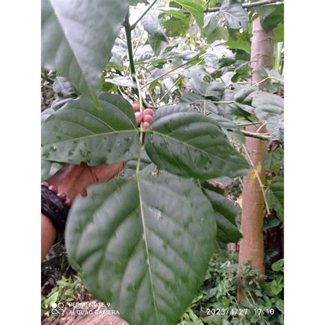 jual daun dadap serep segar   gram shopee indonesia