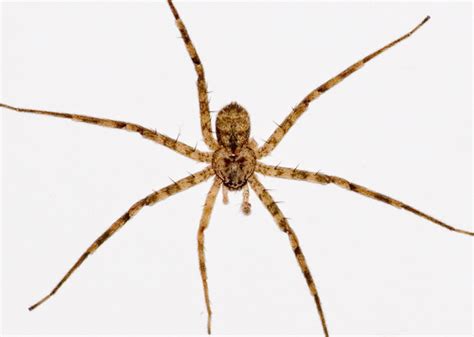 Image Seven Legged House Spider