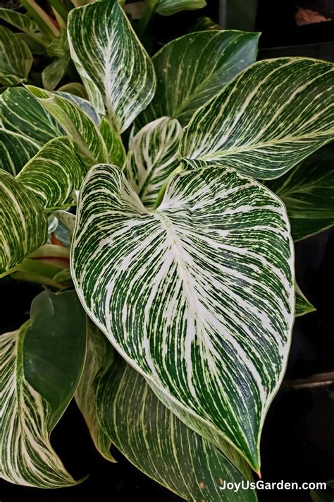 Philodendron Birkin Care Growing Guide A Striking Houseplant