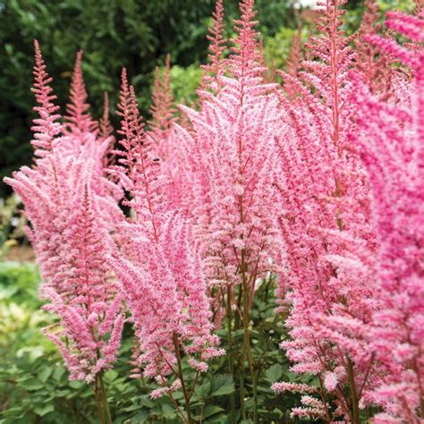 Астильба Арендса Майти Пип (Astilbe Arendsii Mighty Pip)