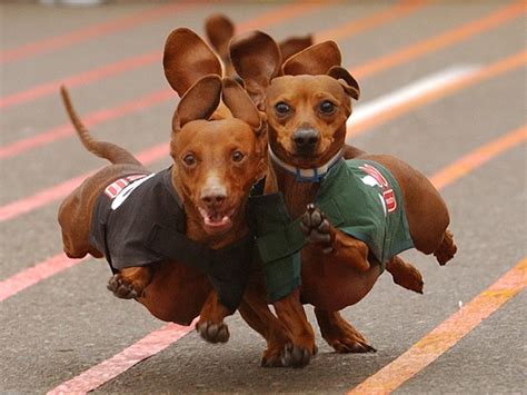 Dachshund Wallpapers - Top Free Dachshund Backgrounds - WallpaperAccess