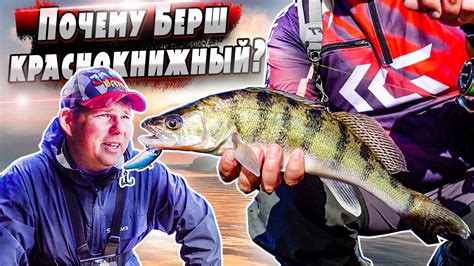 Ловля Берша на Оке | Cпиннинг | Джиг - YouTube
