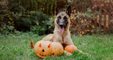how to get my dog to eat pumpkin