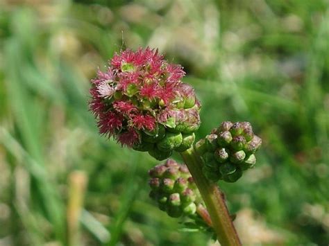 Salad Burnet