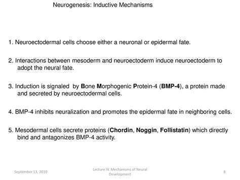 Bio 3411 Lecture IV. Mechanisms of Neural Development - ppt download