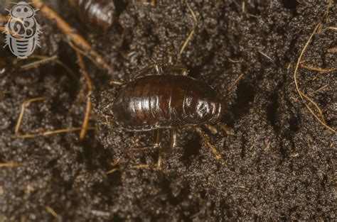 Megaloblatta longipenis — Breeding Project - General Blattodea ...