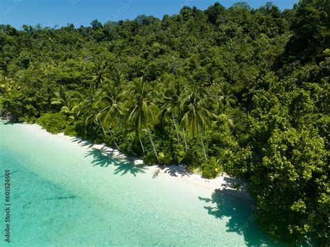 palm trees grow   scenic beach   coast  west papua