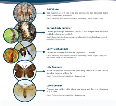 Spongy Moth Canadian Council On Invasive Species