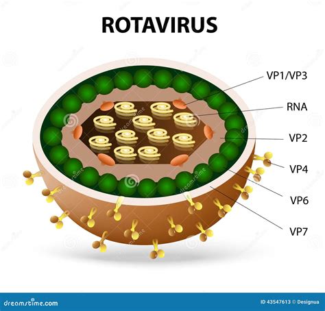 Virion Del Rotavirus Ilustraci N Del Vector Imagen