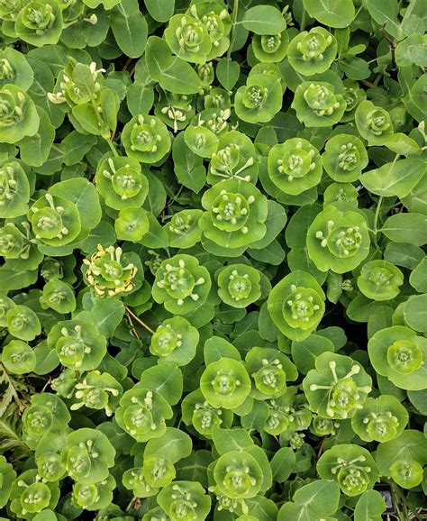 Lonicera caprifolium - Trees and Shrubs Online