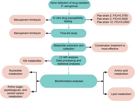 Metabolomics Reveals The Mechanism Of Action Of Meropenem And Amikacin