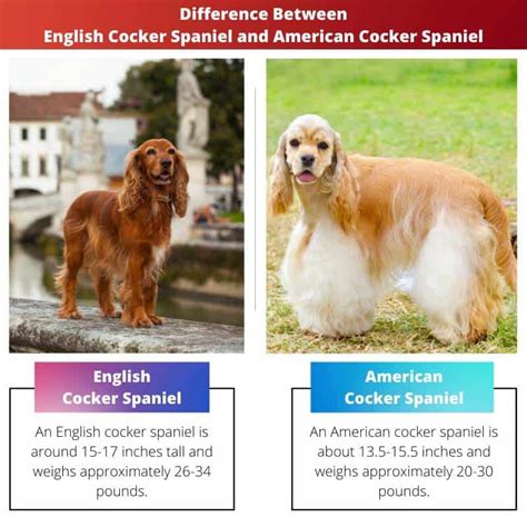 english  american cocker spaniel difference  comparison