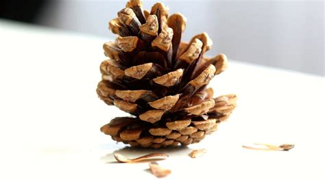 grow  tree   pine cone
