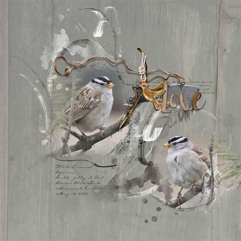 White Crowned Sparrow Oscraps Digital Scrapbooking And Artist Community