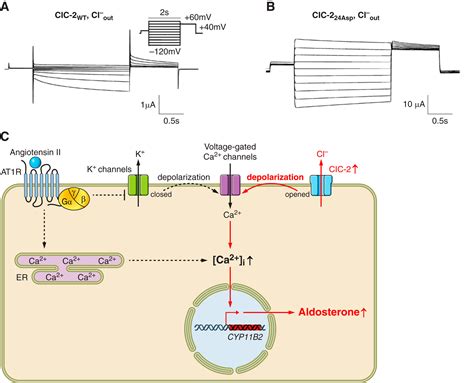 Clc Chloride Channels And Transporters Structure Function Physiology