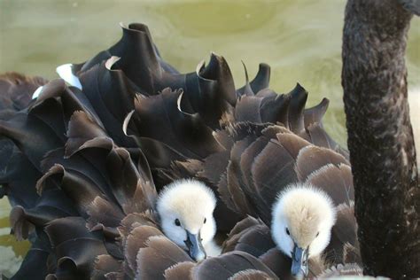 Australian Fairy Tern 25928597 Stock Photo at Vecteezy
