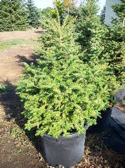 potted-evergreen-tree - Arbor Hill Tree Farm