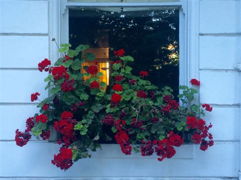 Best Window Box Flowers | Best Flower Site