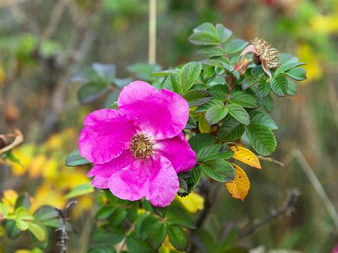 Rosa rugosa - Изображение особи - Плантариум