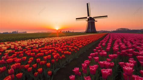 Sunrise Over Tulips And A Windmill Background, Chiba Prefecture ...