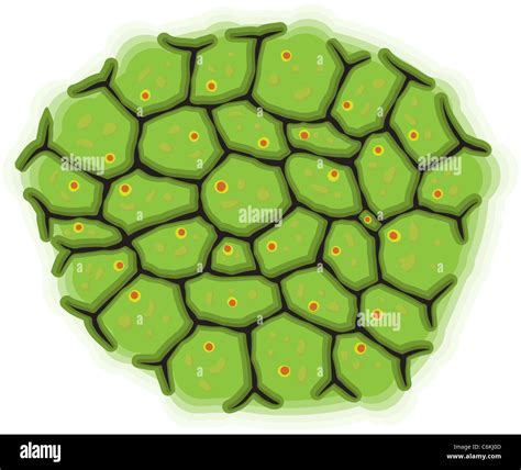 Illustration - a schematic representation of living cells Stock Photo ...