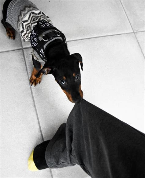 Premium Photo High Angle View Of Black Dog