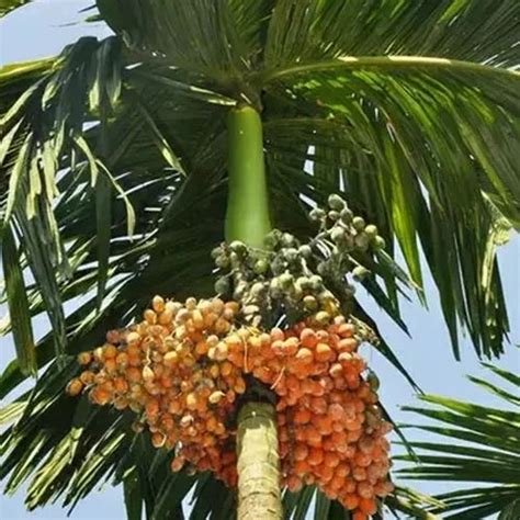 arecanut plant wholesale price mandi rate  areca palm plant