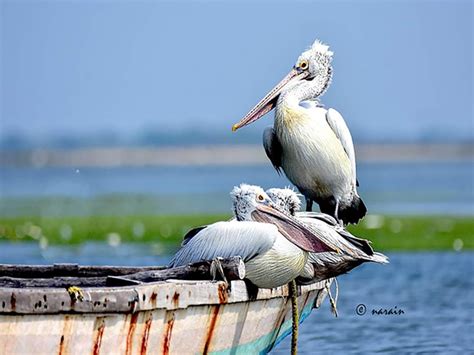 FLAMINGOS IN PULICAT