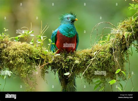 Closeup Of Resplendent Quetzal On Moss Covered Branch In Cloud Forest