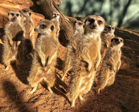 15 reasons to celebrate World Meerkat Day | Taronga Conservation ...