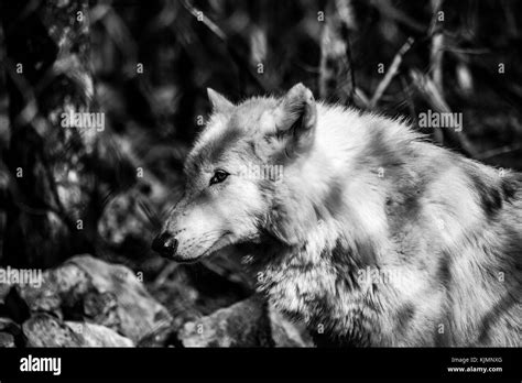 Black Arctic Wolves
