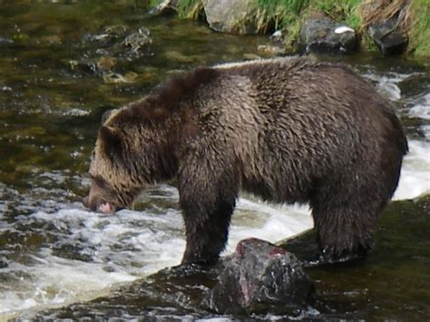 Signs of Grizzly Bear success | Grizzly Bear Tours & Whale Watching