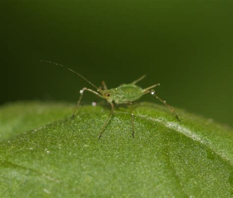 Basil | Diseases and Pests, Description, Uses, Propagation