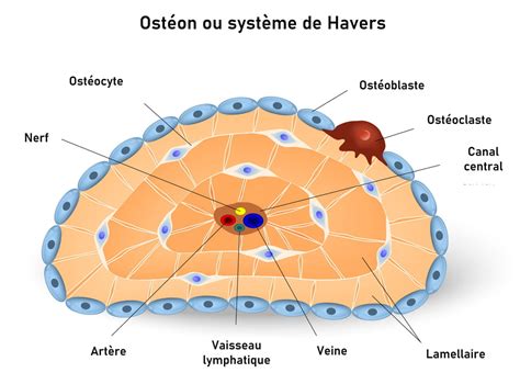 Diagramme Du Tissu Osseux Compact