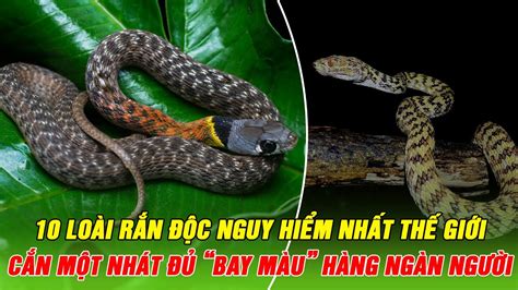 top  loai ran  nguy hiem nhat  gioi loai  nhat   lam