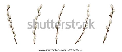 Set Pussy Willow Branches On White Stock Vector Royalty Free Shutterstock