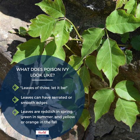 5 Natural Remedies for Poison Ivy Rashes - Allegheny Kiski Health ...